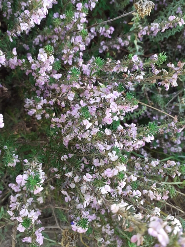 Image of Indigofera pappei by (c) Brian du Preez, some rights reserved (CC BY-SA)