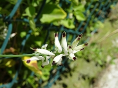 Fumaria capreolata