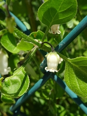 Salpichroa origanifolia