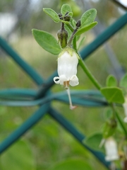 Salpichroa origanifolia