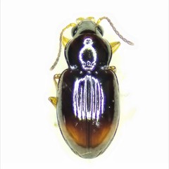 Elaphropus