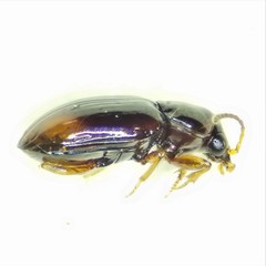 Elaphropus