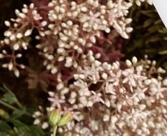 Sedum album