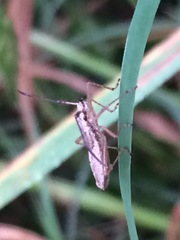 Protenor belfragei
