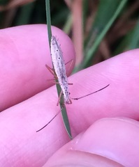 Protenor belfragei
