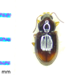 Elaphropus