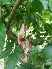 Lonchocarpus oliganthus