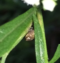 Pachycorinae