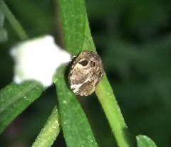 Pachycorinae