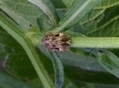 Pachycorinae