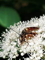 Typocerus velutinus
