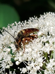 Typocerus velutinus