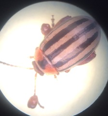 Kuschelina petaurista