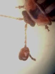 Kuschelina petaurista