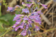 Penstemon wilcoxii