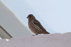 Haemorhous mexicanus