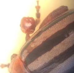 Kuschelina petaurista