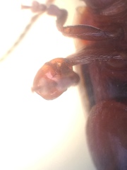 Kuschelina petaurista