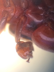 Kuschelina petaurista