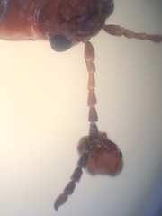 Kuschelina petaurista