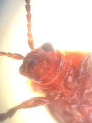 Kuschelina petaurista