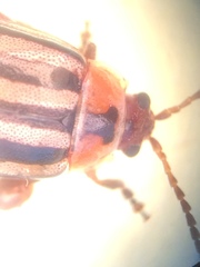 Kuschelina petaurista