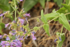 Penstemon wilcoxii
