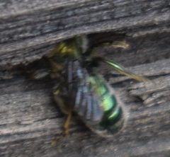 Hoplitis fulgida fulgida