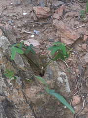 Oxalis dichotoma