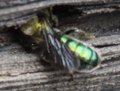 Hoplitis fulgida fulgida