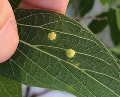 Celticecis capsularis