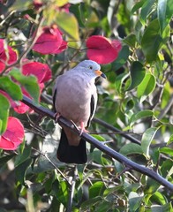 Columbina cruziana