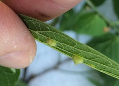 Celticecis capsularis