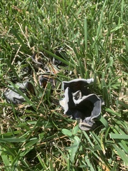 Helvella acetabulum