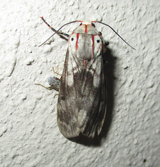 Teracotona submacula