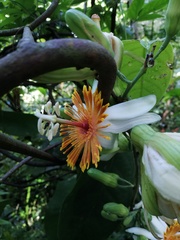 Passiflora pittieri