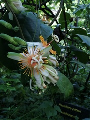 Passiflora pittieri