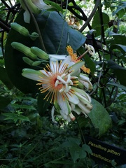 Passiflora pittieri