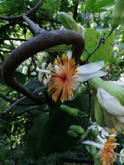 Passiflora pittieri