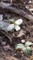 Trillium nivale