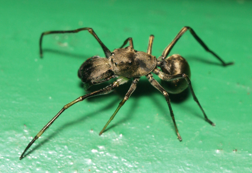 Black ant mimicking Jumper (Myrmarachne magna) · iNaturalist