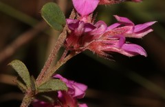 Indigofera hughtaylori