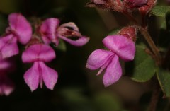 Indigofera hughtaylori