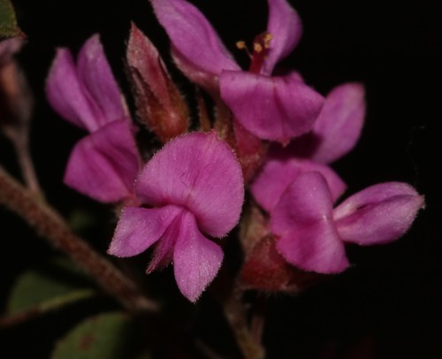 Image of Indigofera hughtaylori by (c) Brian du Preez, some rights reserved (CC BY-SA)