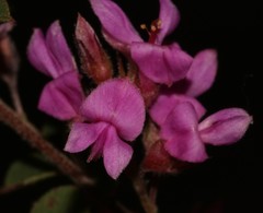 Indigofera hughtaylori