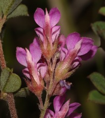 Indigofera hughtaylori