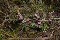 Indigofera hughtaylori