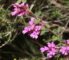 Indigofera hughtaylori