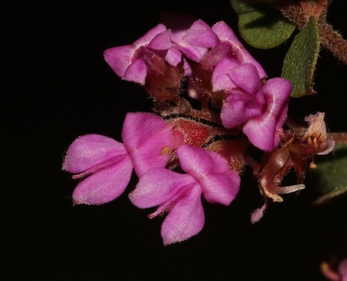 Indigofera hughtaylori MS (Indigofera hughtaylori)