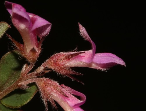 Image of Indigofera hughtaylori by (c) Brian du Preez, some rights reserved (CC BY-SA)